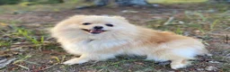 Pomeranian dogs for sale: Reserved - Ad 2