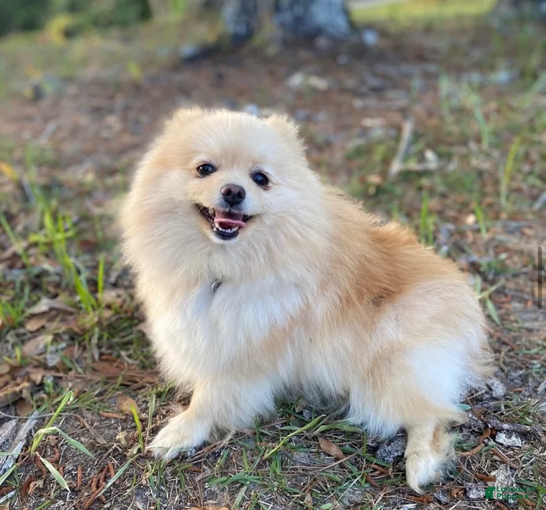 Pomeranian dogs for sale: Reserved - Ad 2