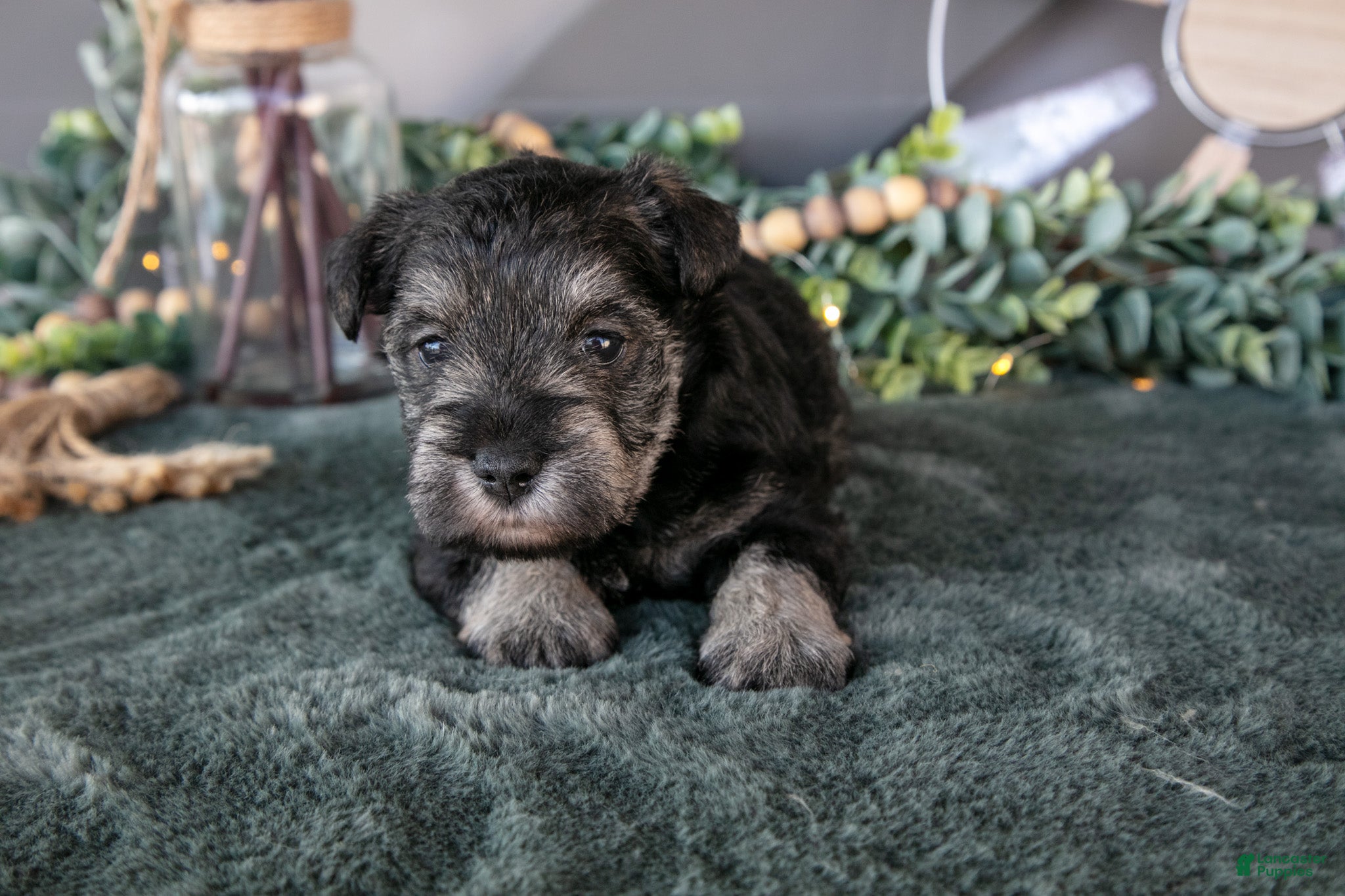 Miniature Schnauzer dogs Ronda - Ad 36