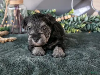Miniature Schnauzer dogs Ronda - Ad 38