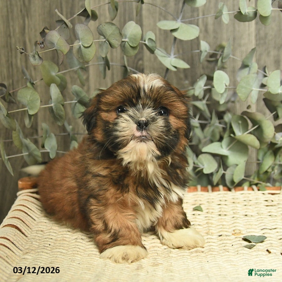 Shih Tzu dogs Rusty - Ad 1