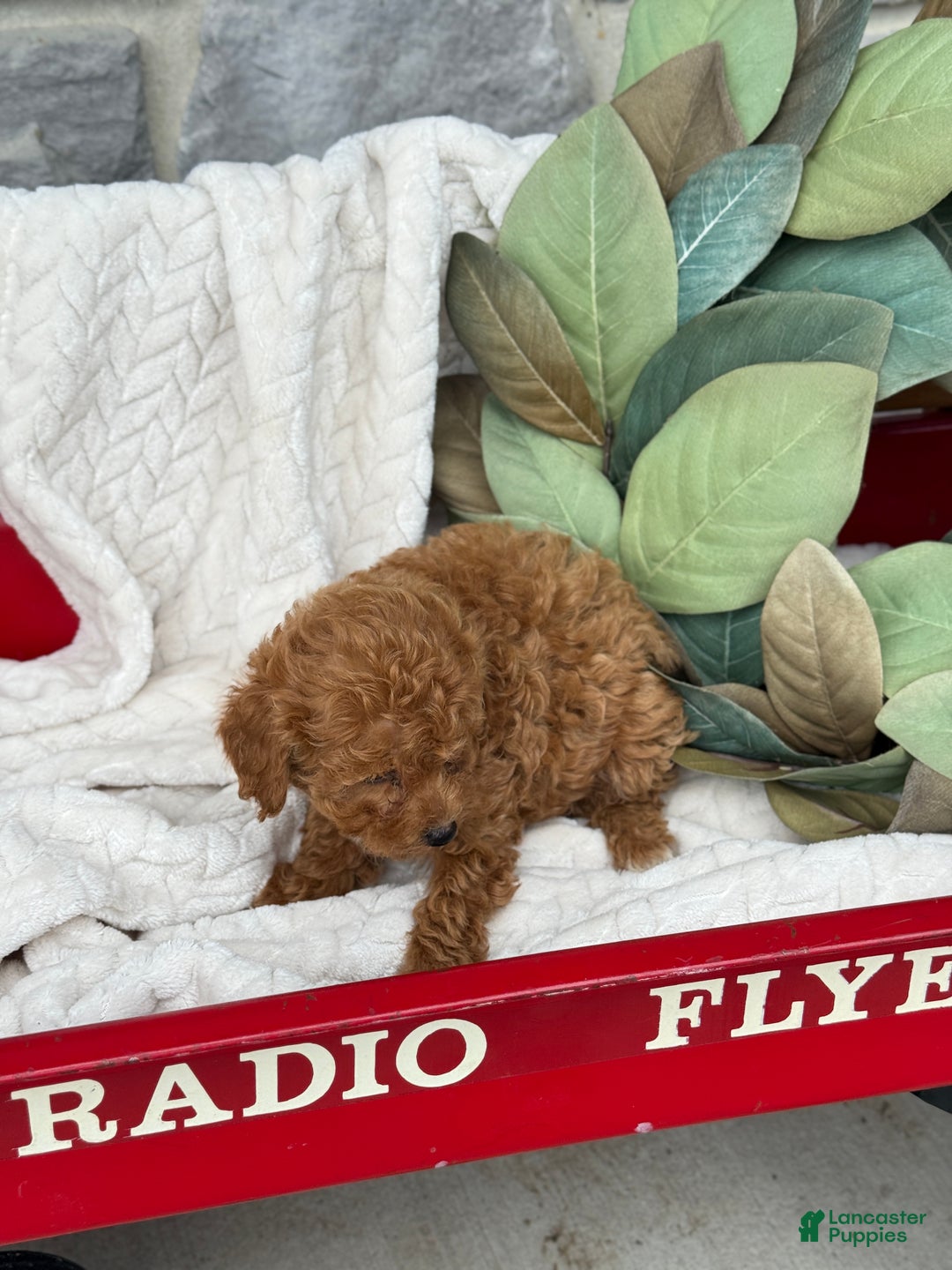 Toy Poodle dogs for sale: Kira - Ad 23