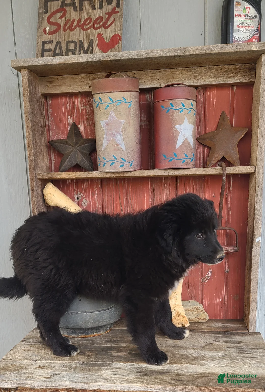 Mixed Breed dogs for sale: Mixed Breed Puppy 2 - Ad 5