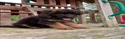 German Shepherd dogs for sale: Gracie - Ad 14