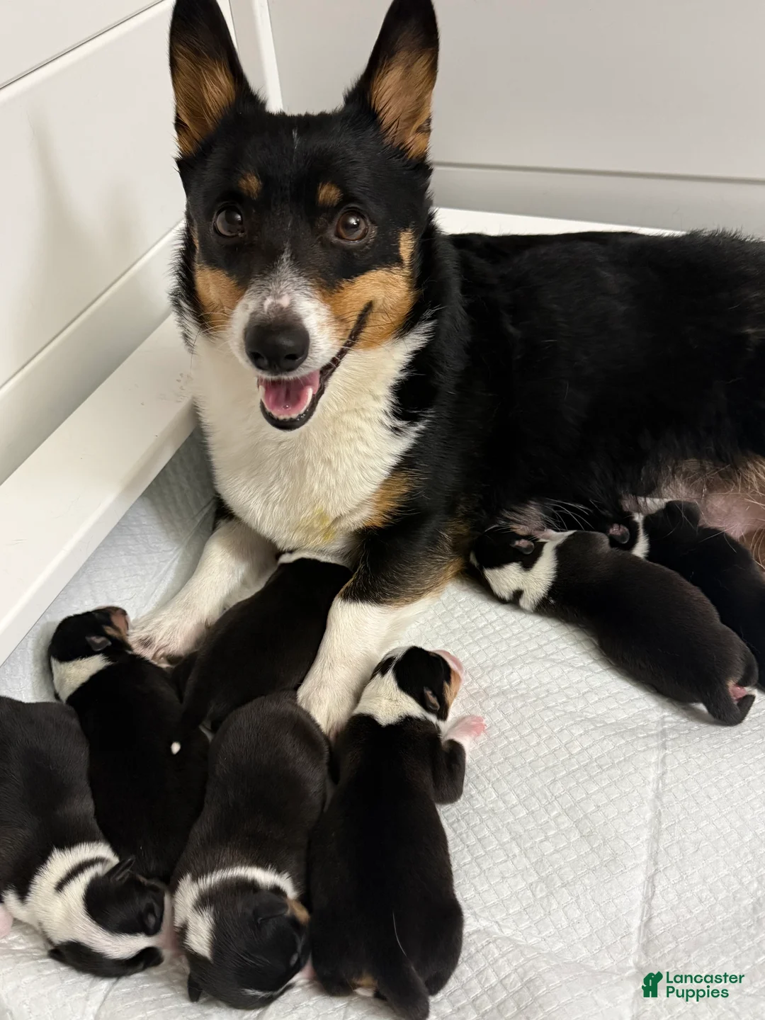 Welsh Corgi Pembroke dogs for sale: Frankie - Ad 2