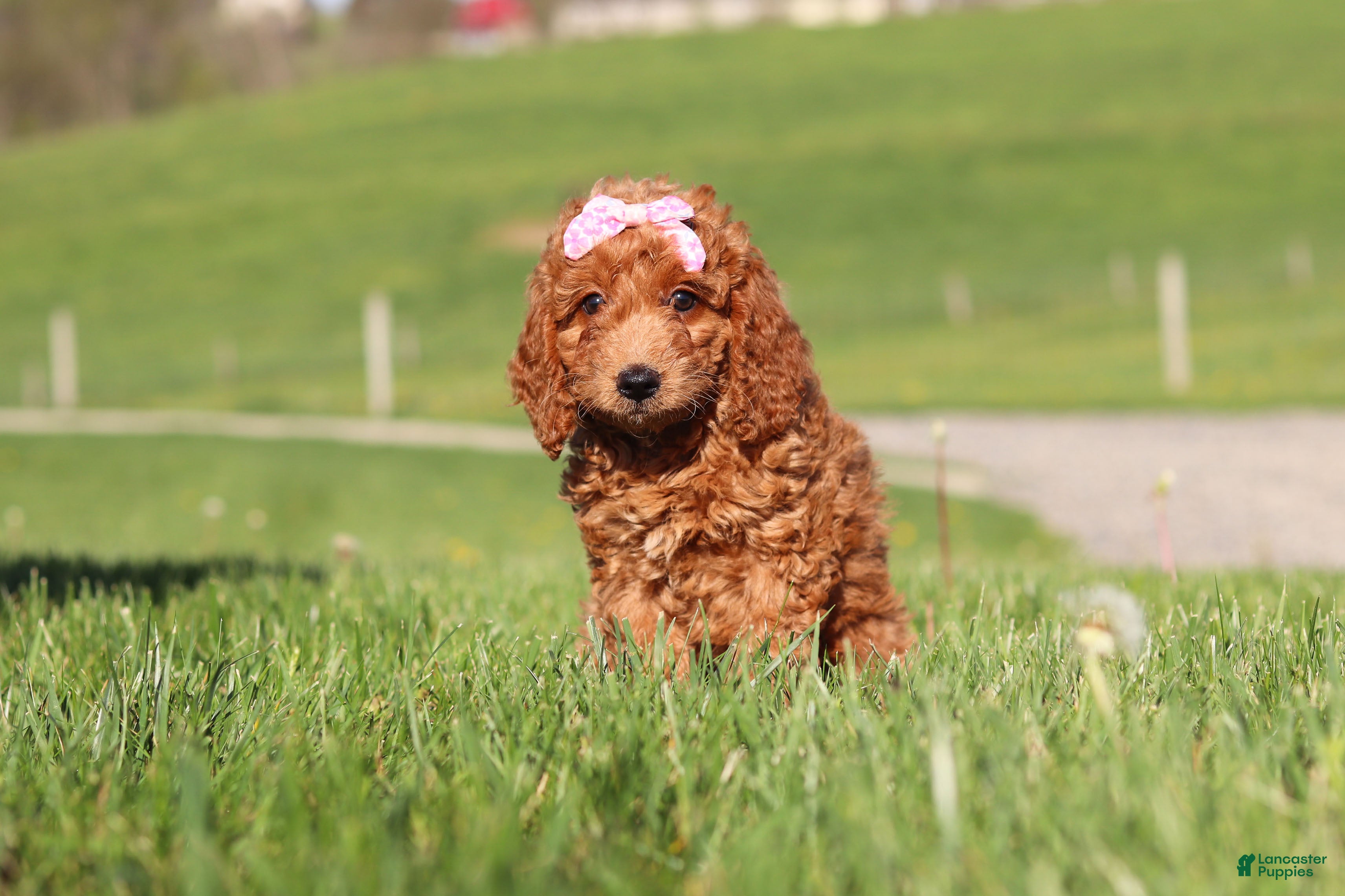 Miniature Labradoodle dogs Treva - Ad 1