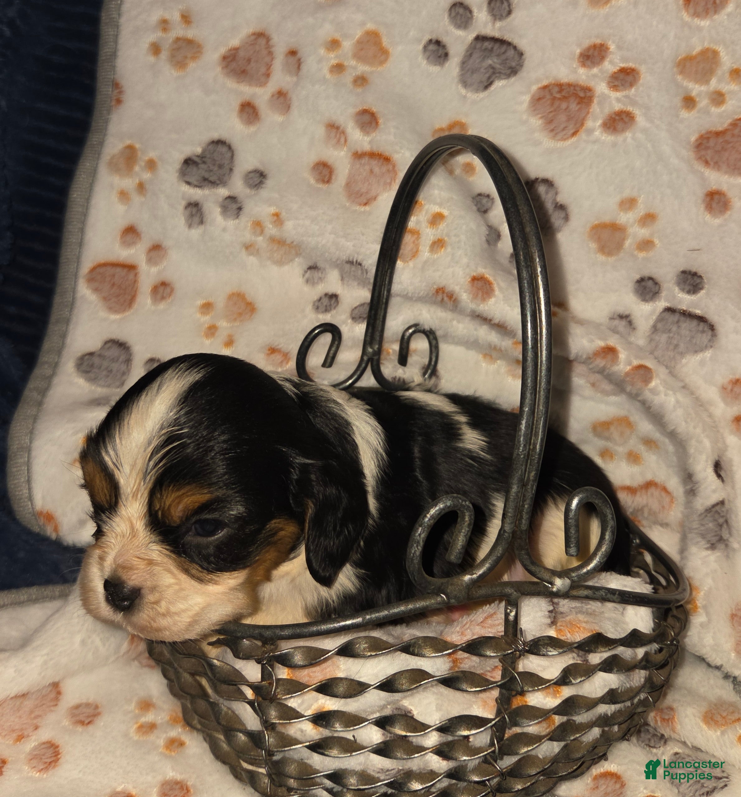 Cavalier King Charles Spaniel dogs Cavalier King Charles Spaniel Puppy 5 - Ad 1
