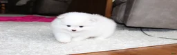 Pomeranian dogs for sale: Emmy - Ad 9
