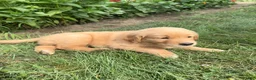 Golden Retriever dogs for sale: Callie - Ad 6