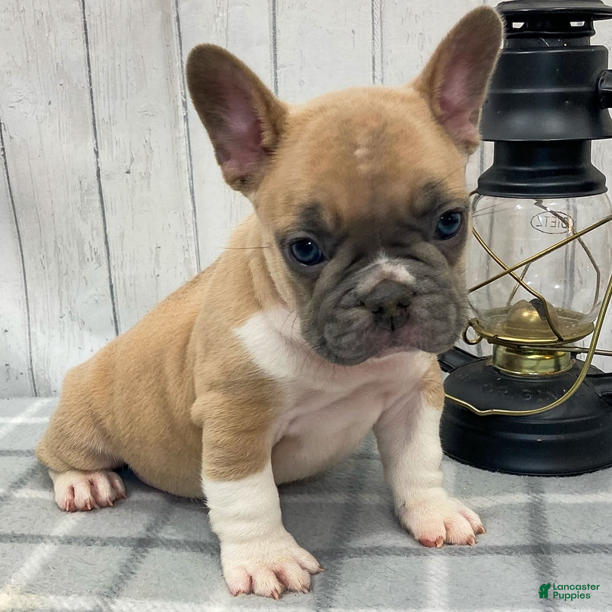 French Bulldog dogs Brennan French Bulldog Puppy  - Ad 2