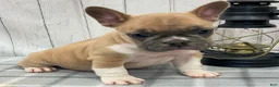 French Bulldog dogs for sale: Brennan French Bulldog Puppy  - Ad 2