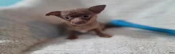 Chihuahua dogs for sale: Tim - Ad 3