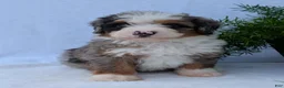 Mini Bernedoodle dogs for sale: Mini Marlo  - Ad 21