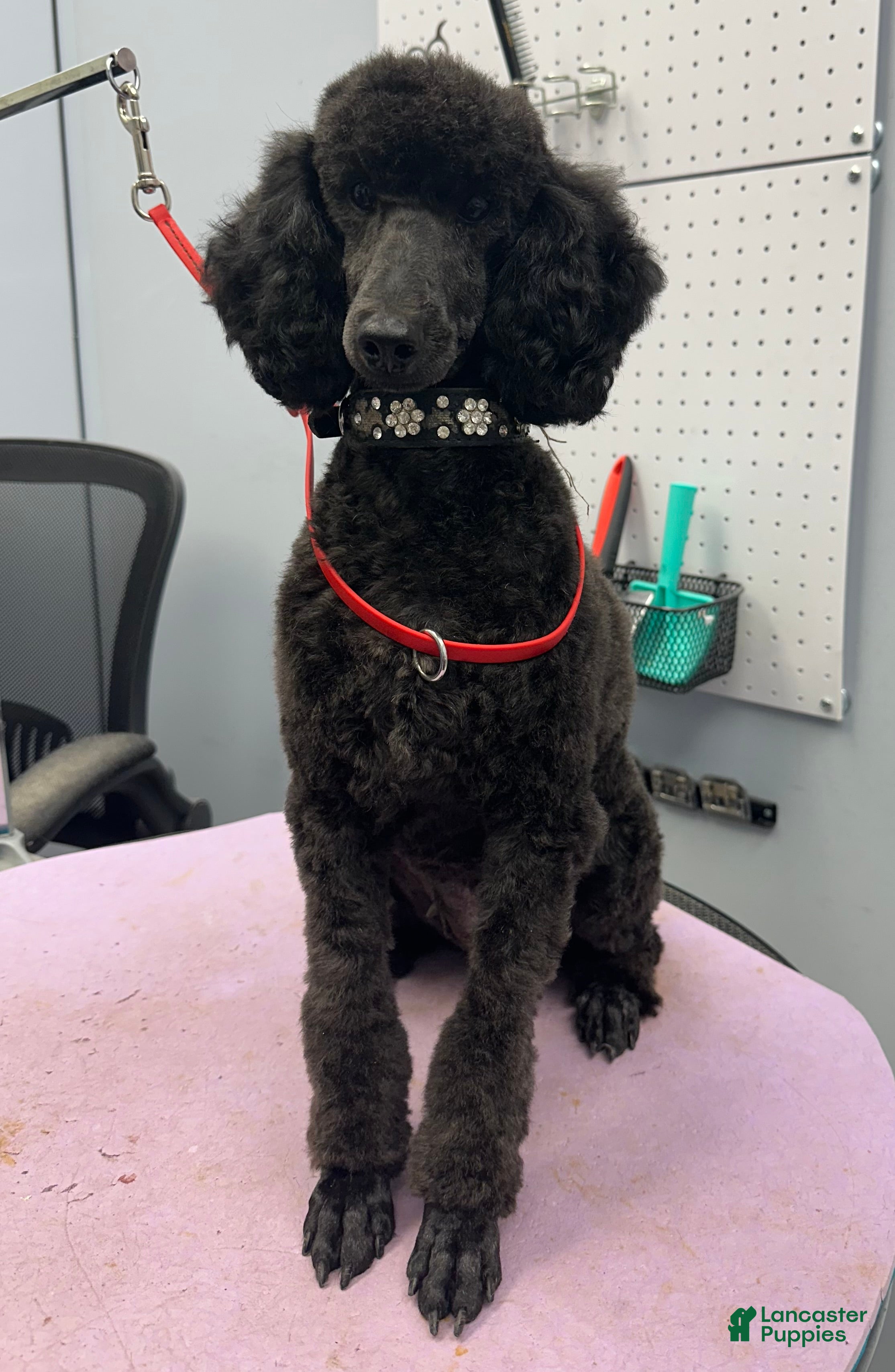 Miniature Poodle dogs Miniature Poodle 3 - Ad 2