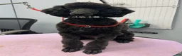 Miniature Poodle dogs for sale: Miniature Poodle 1 - Ad 4