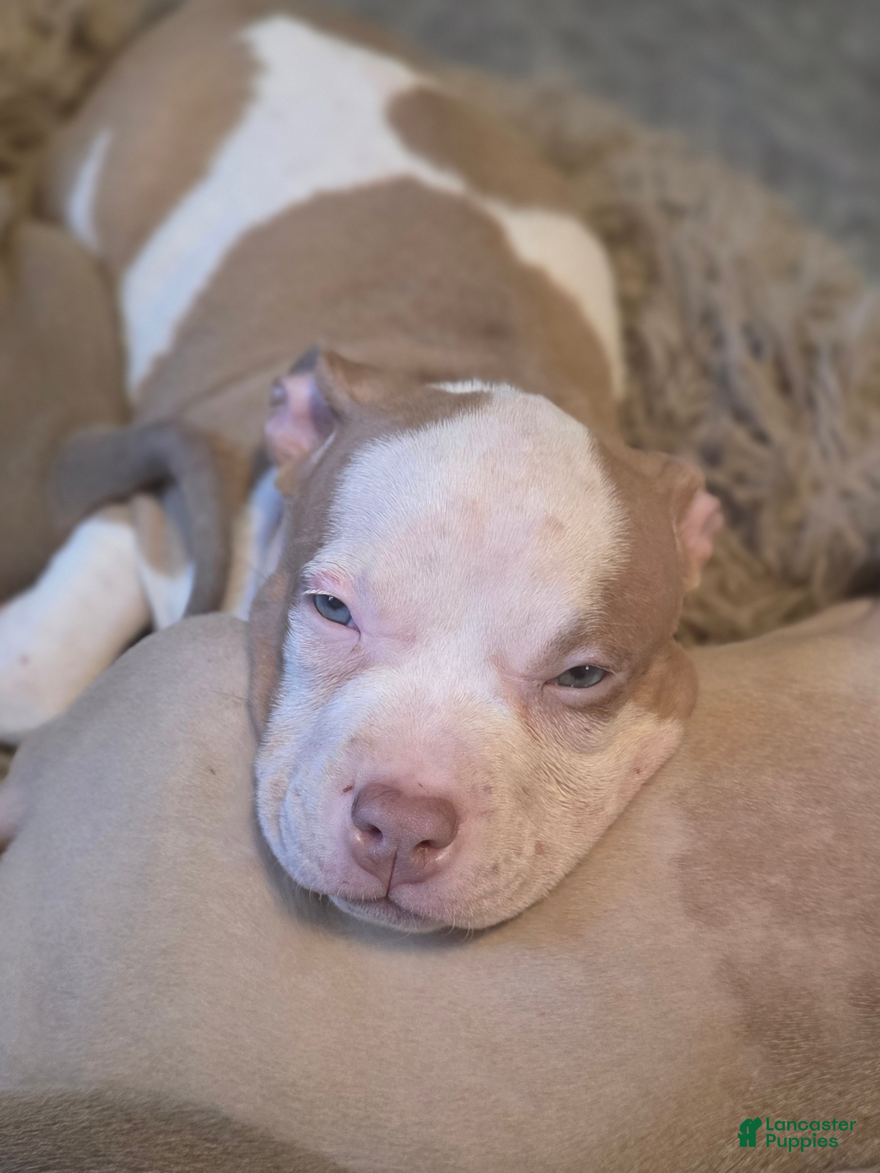 American Bully dogs for sale: American Bully 3 - Ad 1