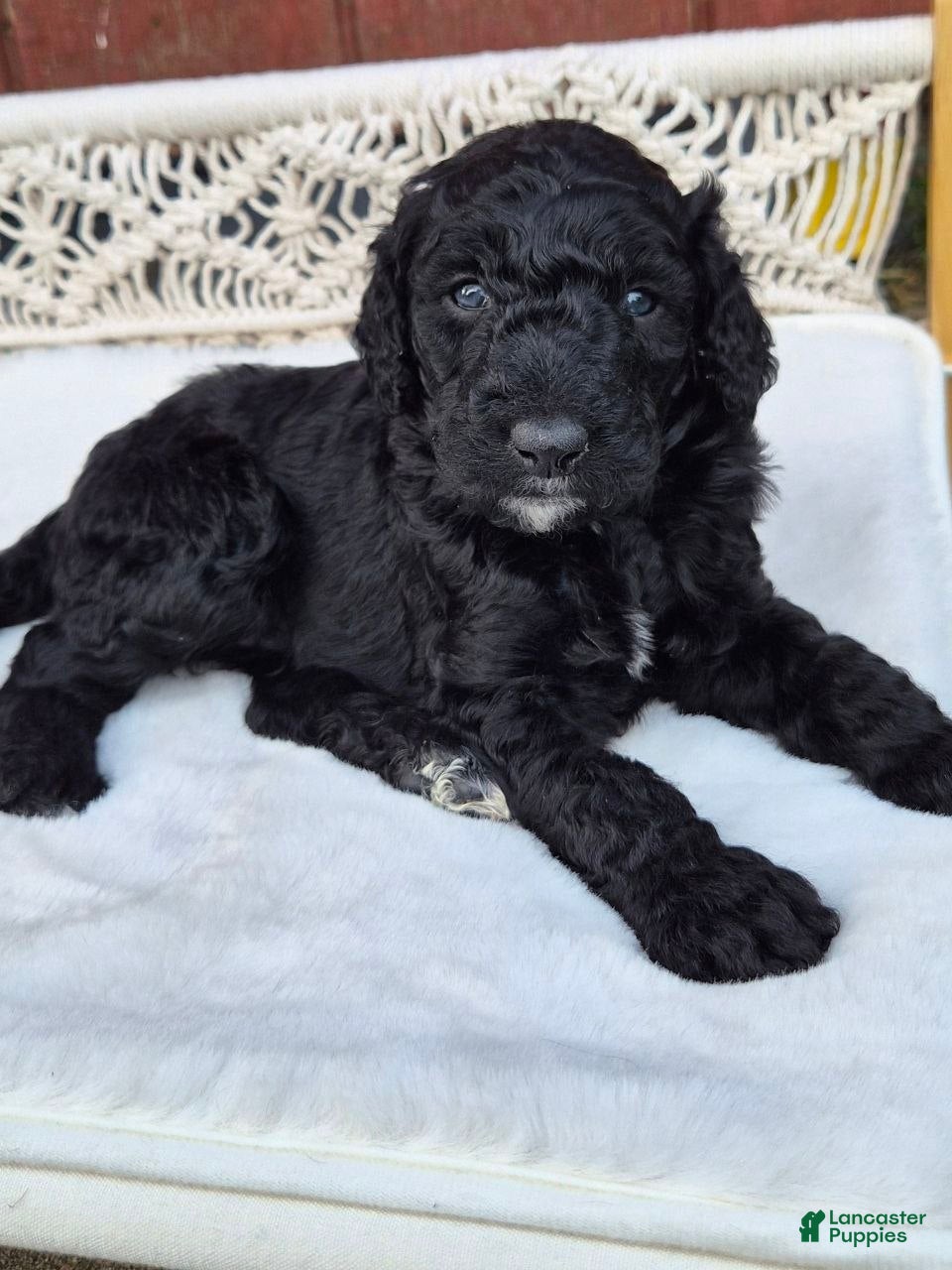 Goldendoodle dogs Milo - Ad 1