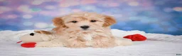 Maltipoo dogs for sale: Ginger - Ad 9