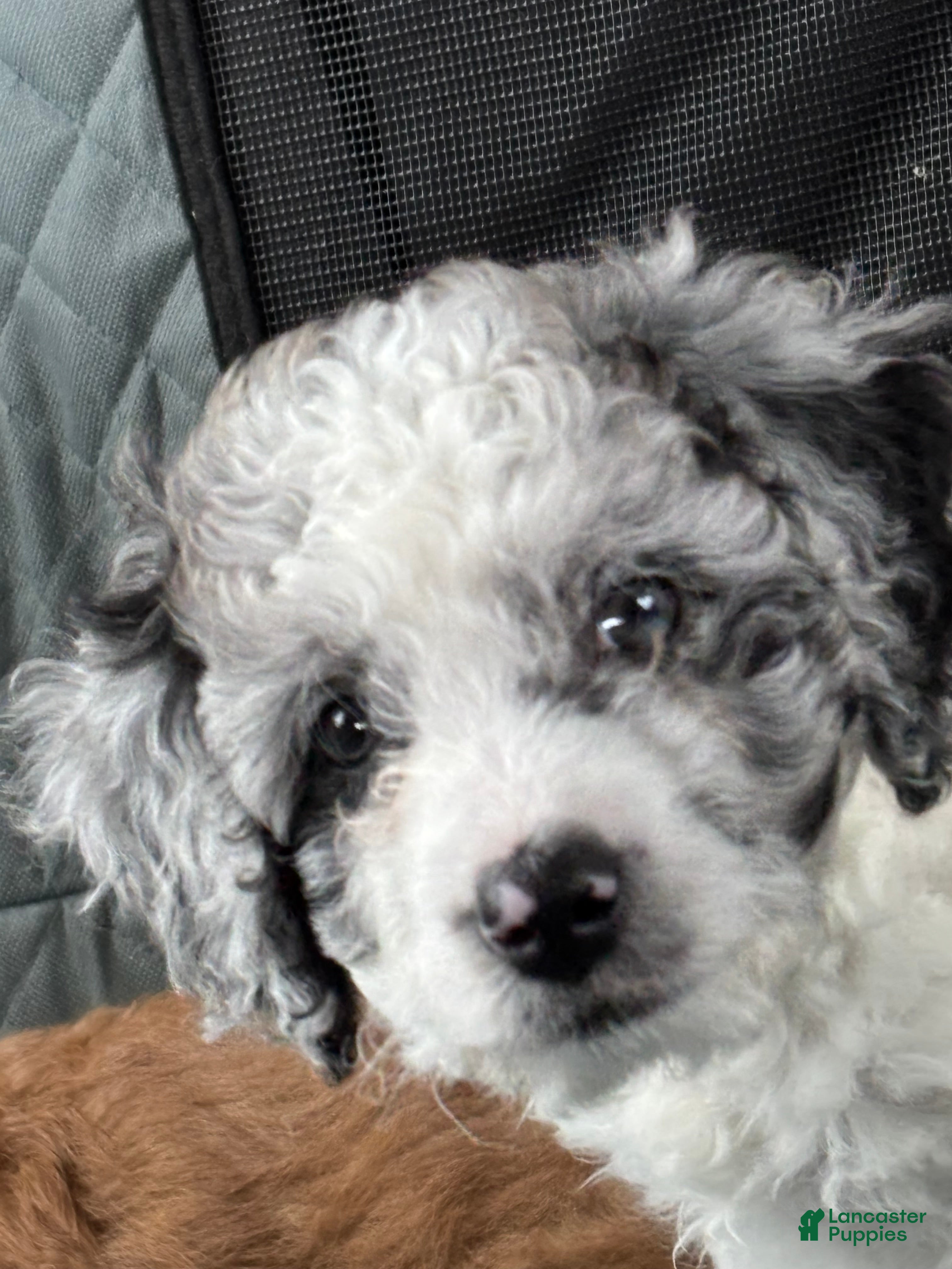 Mini Goldendoodle dogs BENTLEY  - Ad 2
