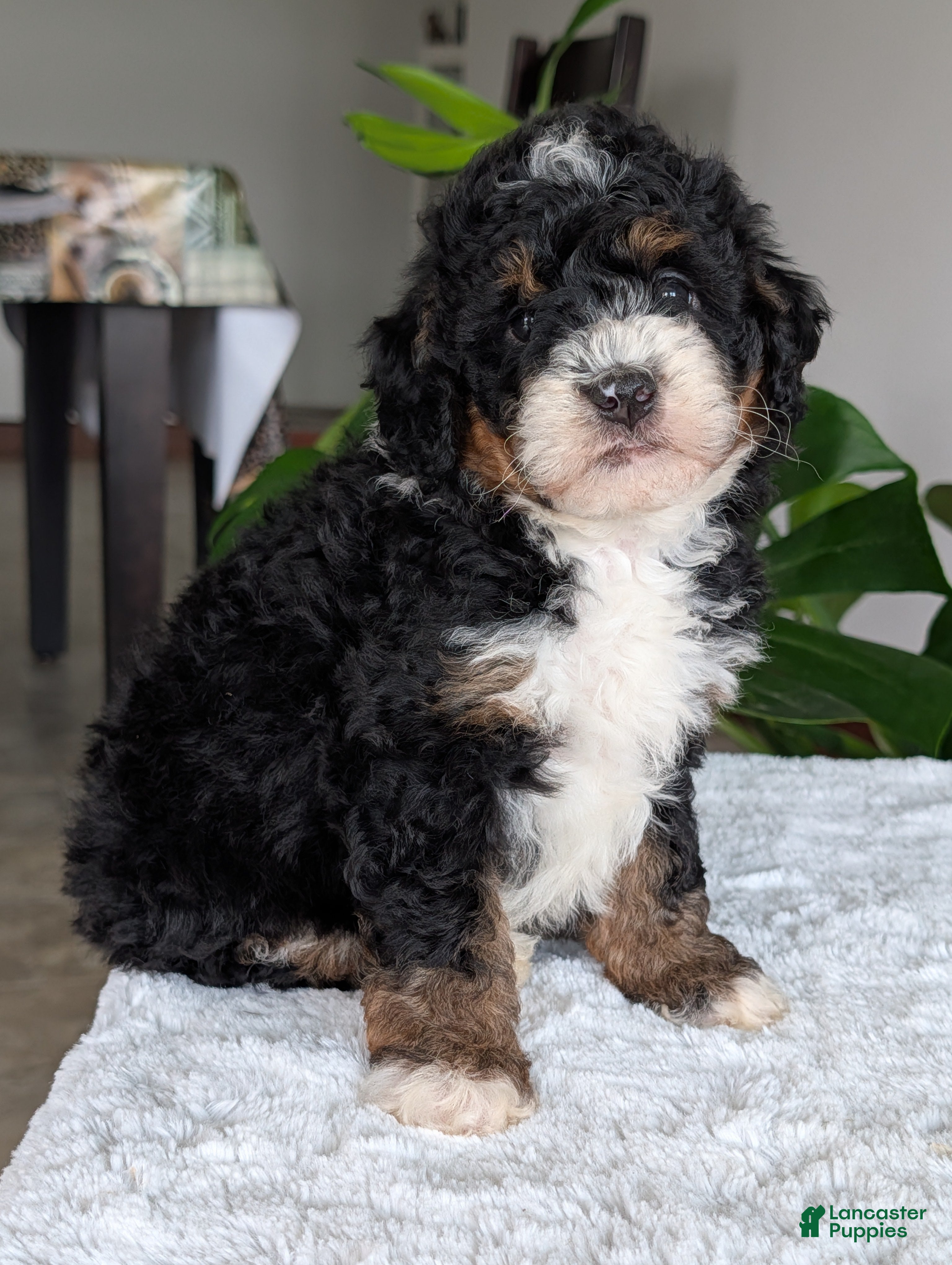 Mini Bernedoodle dogs Mini Nemo  - Ad 2