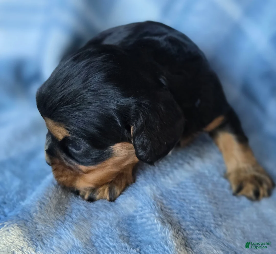Cavalier King Charles Spaniel dogs for sale: Merci - Ad 2