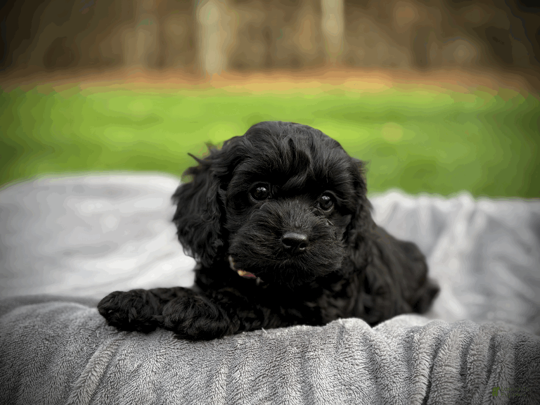 Cockapoo dogs for sale: Autumn  - Ad 6
