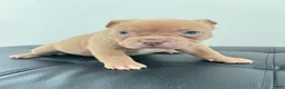 American Bully dogs for sale: American Bully 1 - Ad 3