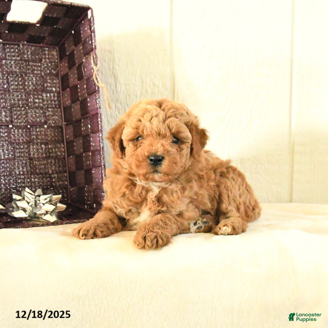 Toy Poodle dogs for sale: Bear - Ad 5
