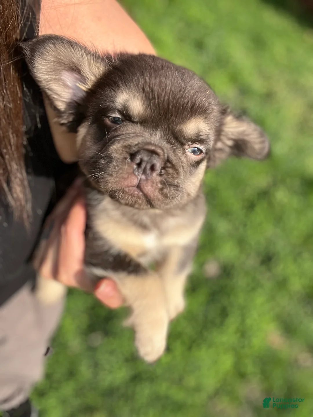 French Bulldog dogs for sale: Male Frenchie Puppy Chicago Fluffy -  - Ad 2