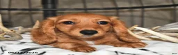 Miniature Dachshund dogs for sale: Clifford - Ad 3