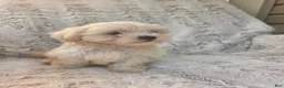 Mixed Breed dogs for sale: Jeana - Ad 1