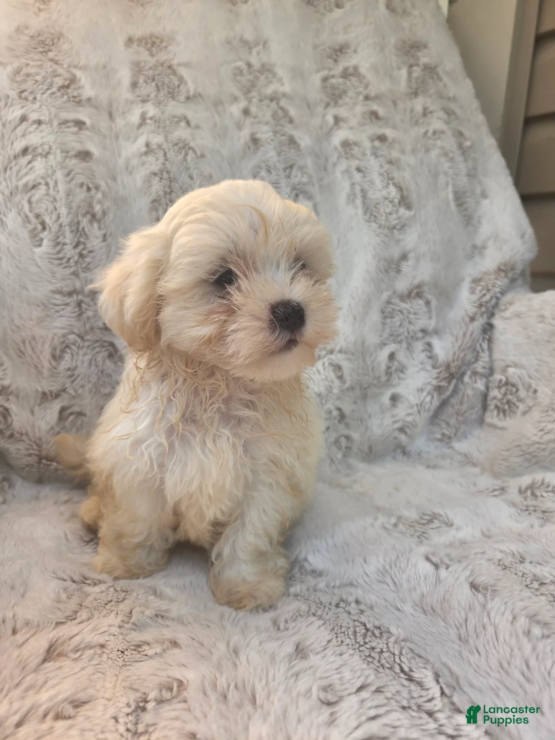 Mixed Breed dogs for sale: Jeana - Ad 1