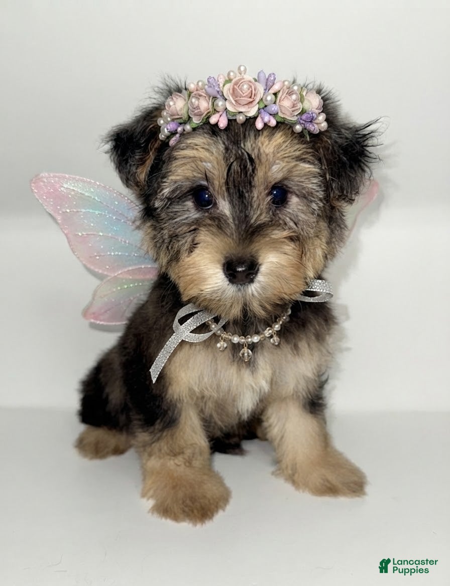 Morkie dogs Morkie 1 - Ad 1