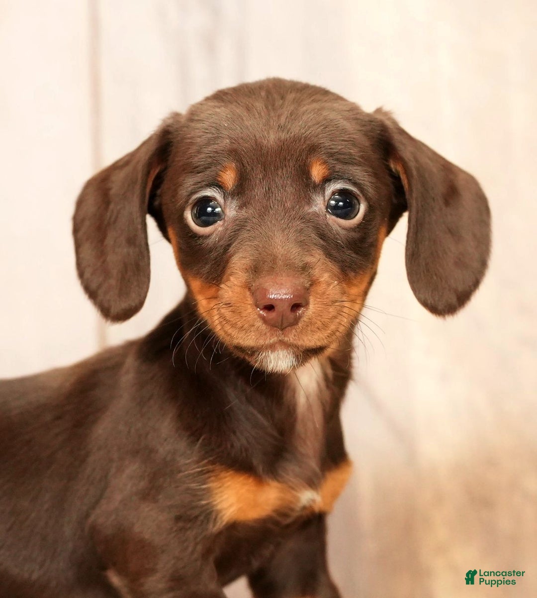 Miniature Dachshund dogs for sale: Mia - Ad 9