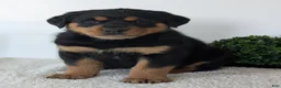 Mixed Breed dogs for sale: Rufus - Ad 9