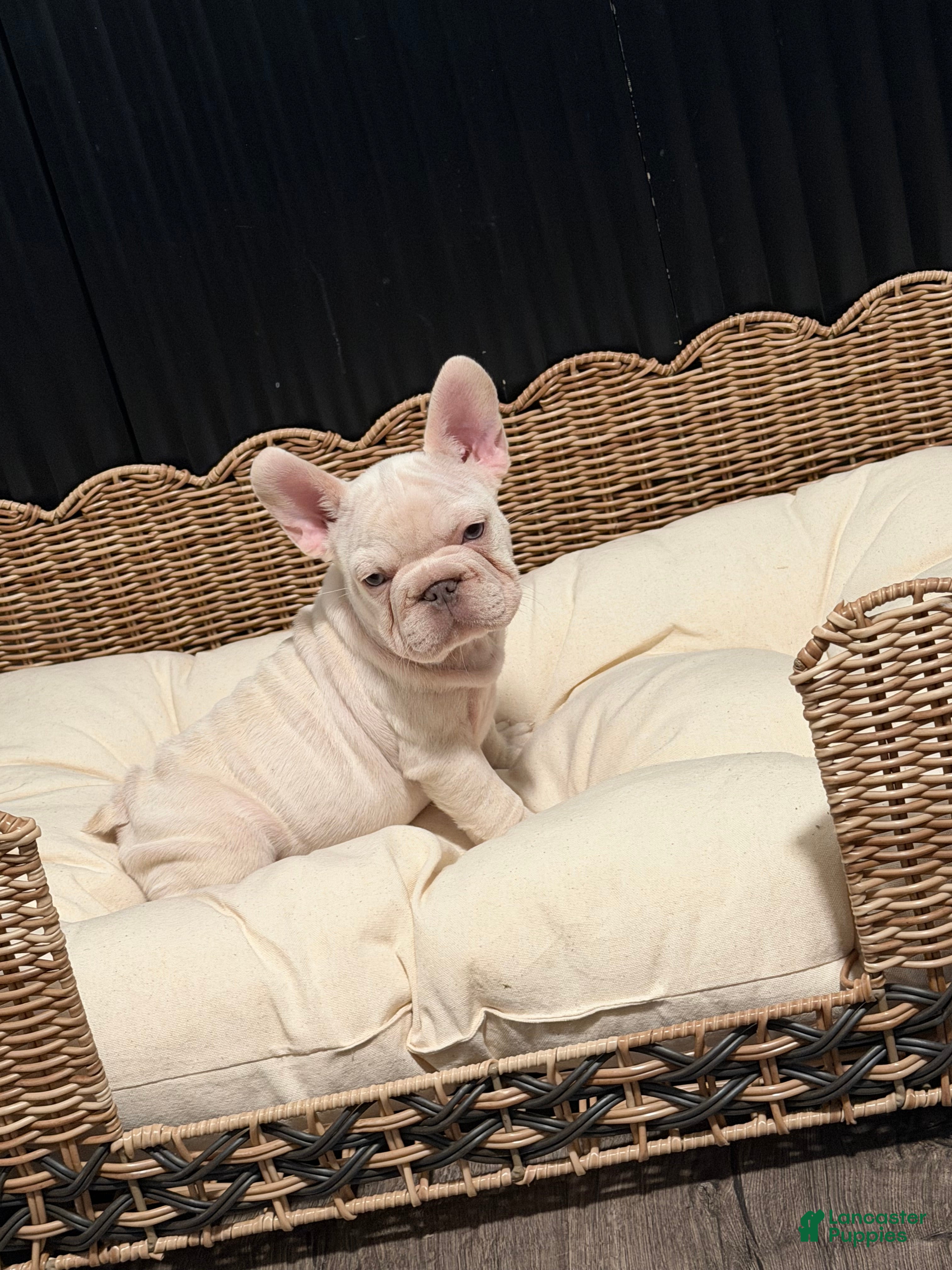French Bulldog dogs French Bulldog 2 - Ad 2