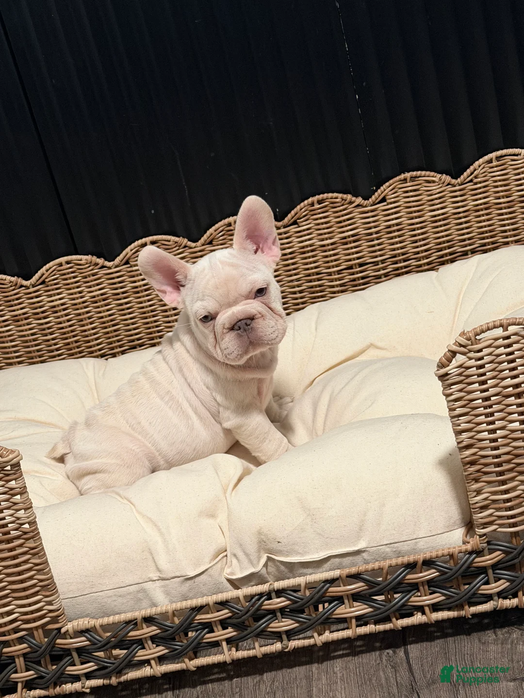 French Bulldog dogs for sale: French Bulldog 2 - Ad 2