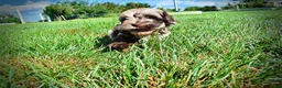 Havapoo dogs for sale: Heavenly - Ad 13