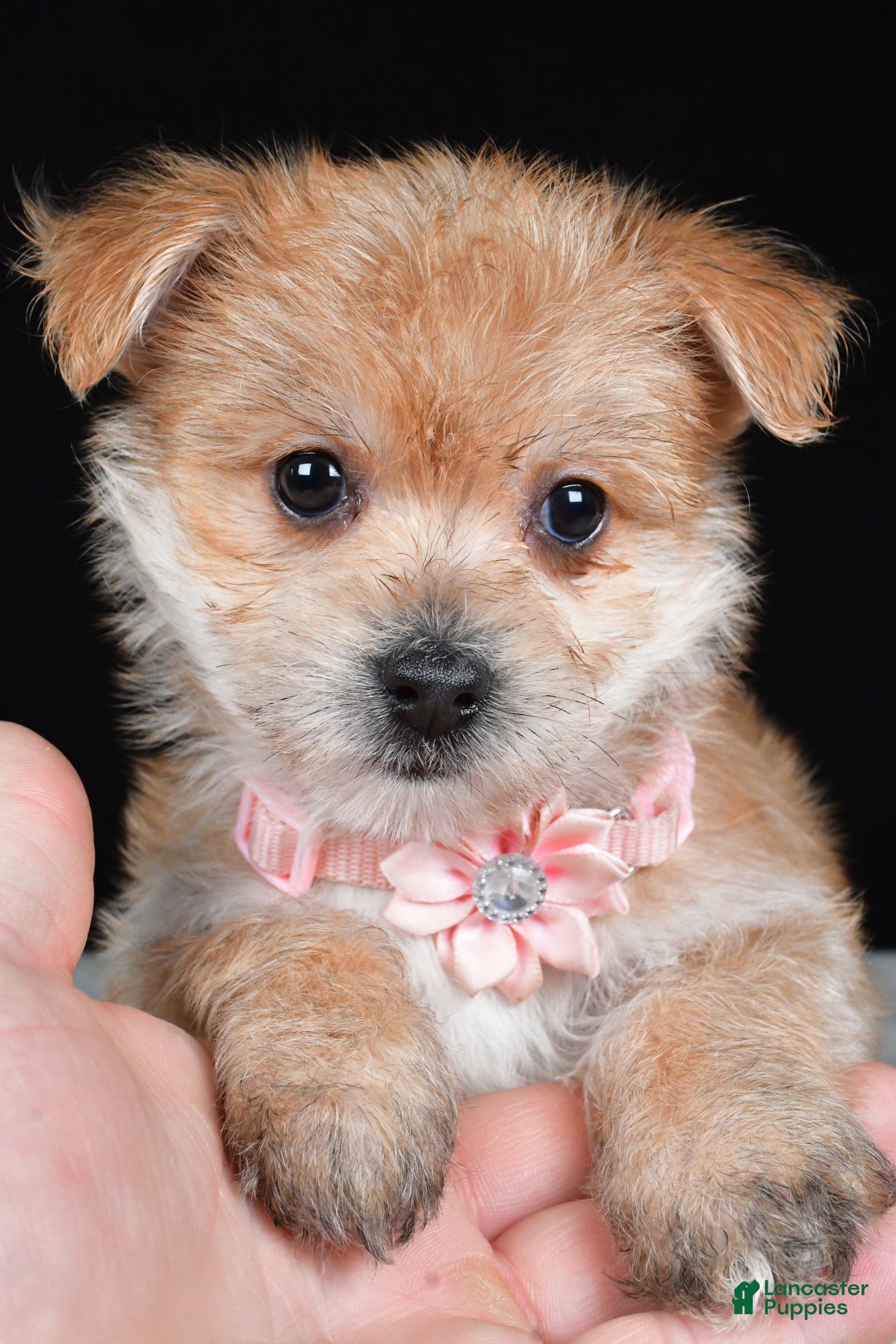 Morkie dogs Violet - Ad 2