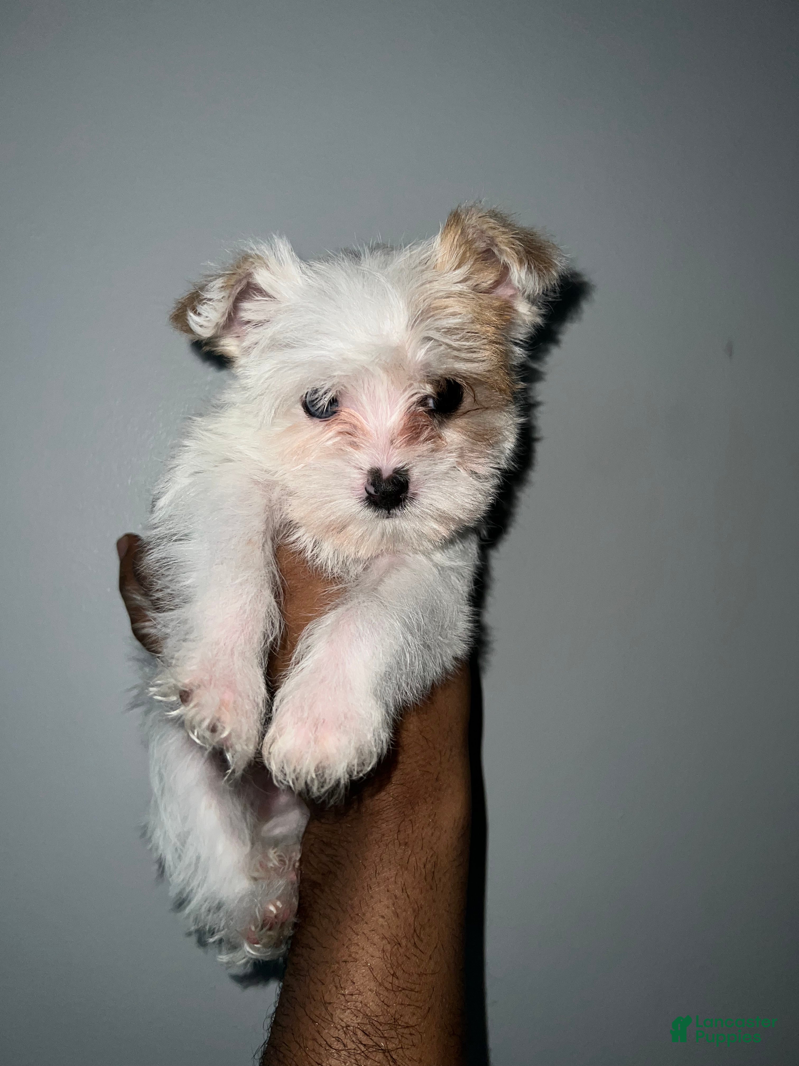 Yorkshire Terrier dogs Celine - Ad 2