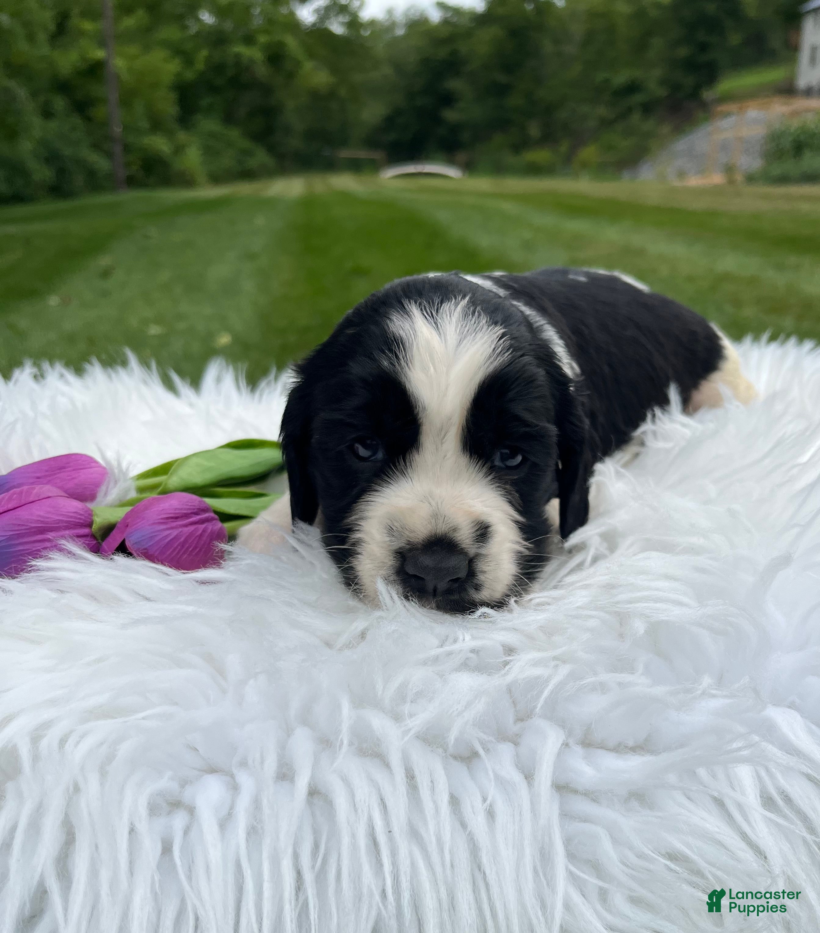 English Springer Spaniel dogs Dotty - Ad 1