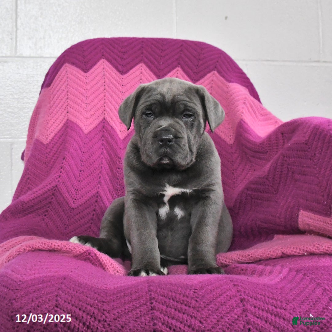 Cane Corso dogs for sale: Rex - Ad 2