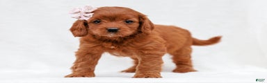 Lily Cavapoo Pup