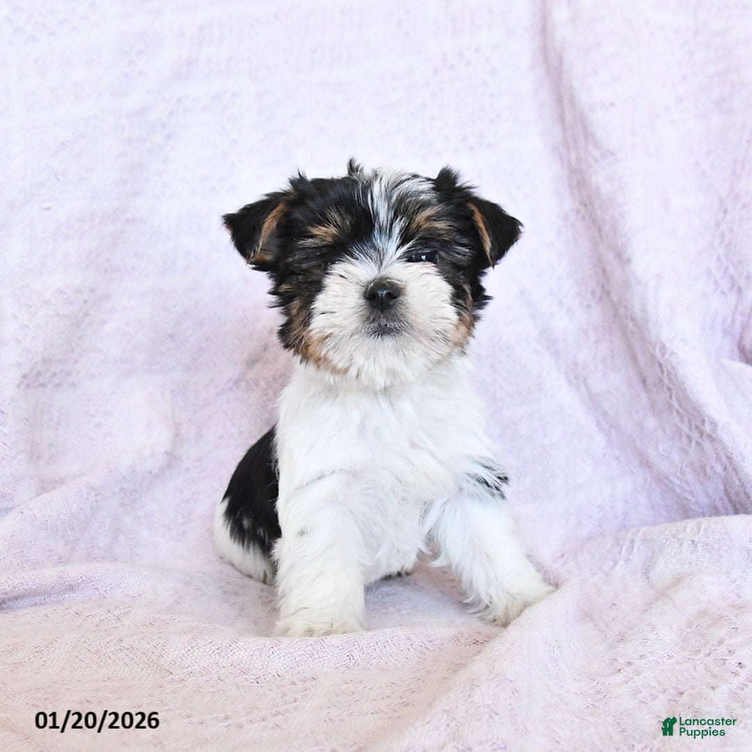 Yorkshire Terrier dogs for sale: Otto  Extra Small - Ad 3