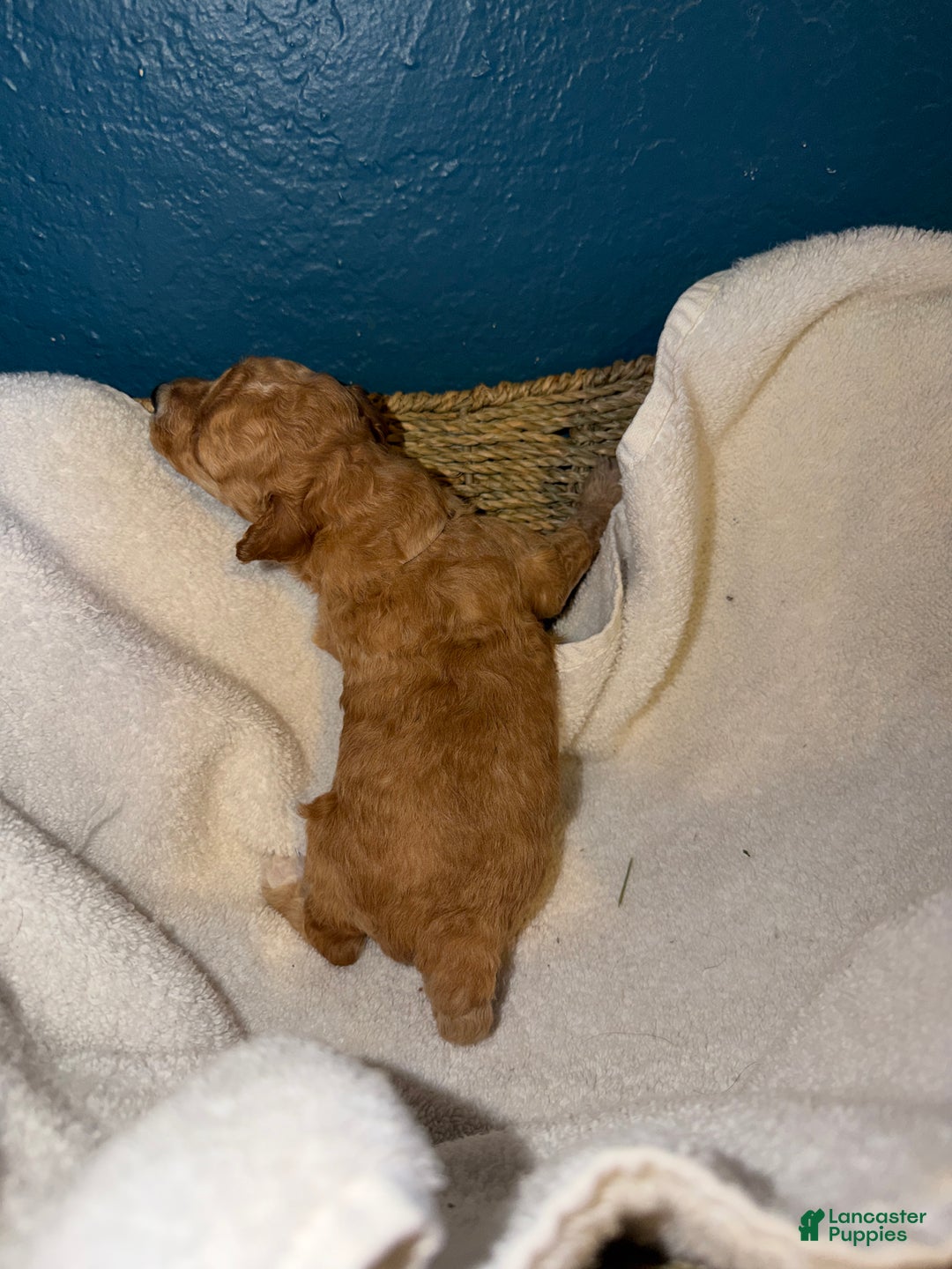 Miniature Poodle dogs for sale: AKC Miniature Poodle Puppy White - Ad 11