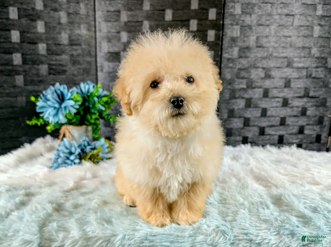 Bichpoo dogs for sale: Kaden - Ad 1