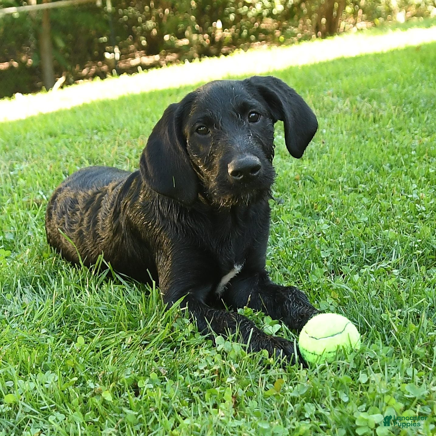 Labradoodle dogs Dasher - Ad 1