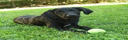 Labradoodle dogs for sale: Dasher - Ad 1