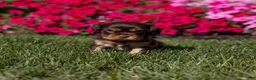 Cavalier King Charles Spaniel dogs for sale: Milo - Ad 4
