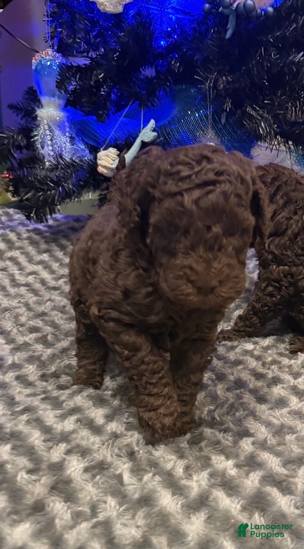 Labradoodle dogs Labradoodle Puppy 2 - Ad 9